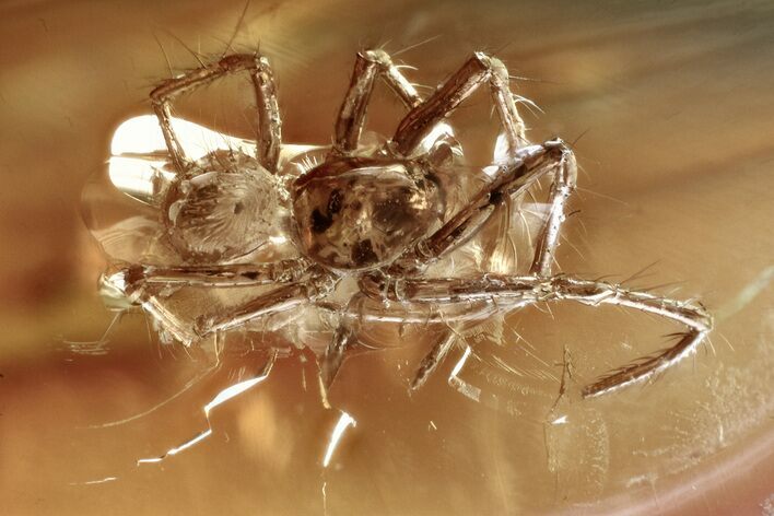 Detailed Fossil Spider (Araneae) In Baltic Amber #346642